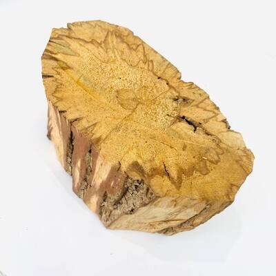Насыщенный пенек дерева пало санто №23 (1280 гр)