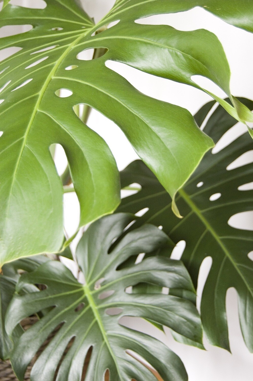 Monstera