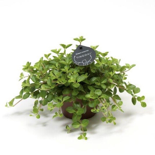 Peperomia rotundifolia