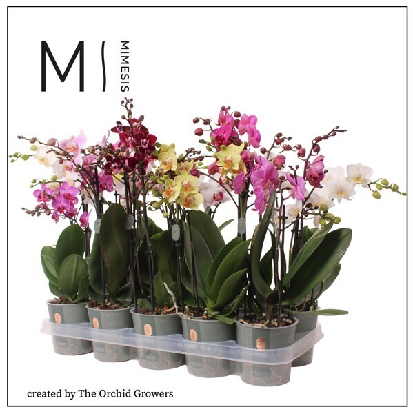 Phalaenopsis Multi mix 3-výhony +30 kvetov