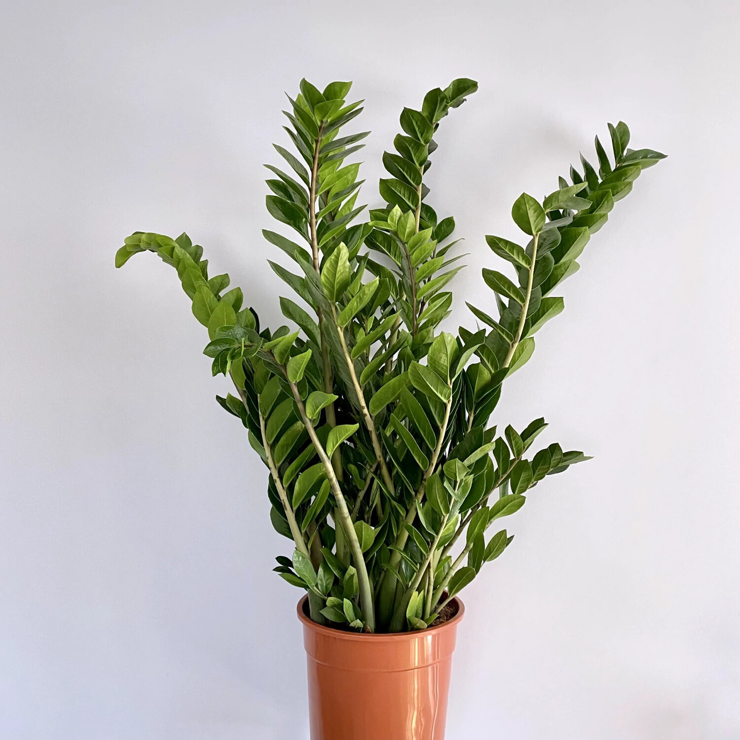 Zamnia (Zamioculcas zamiifolia)