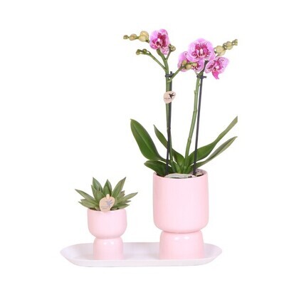 Aranžmán gift set small + floral blush pink Ruzova