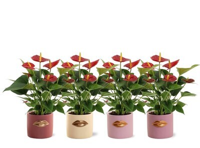 Anthurium andr Diamond Red + ceramic Lovely spring Cervena