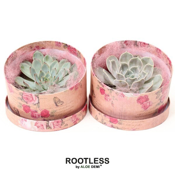 ROOTLESS Echeveria mix in love box Mix
