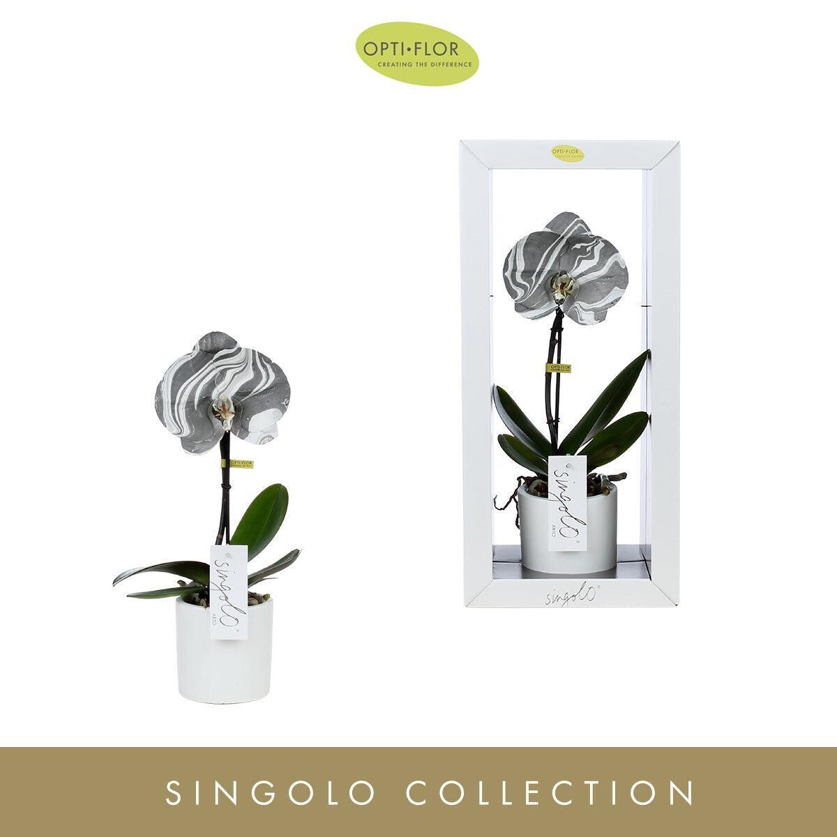 Phalaenopsis Singolo Arto Marble Grey