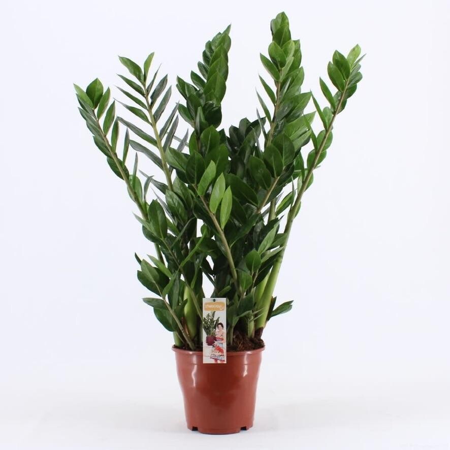 Zamnia (Zamioculcas zamiifolia)