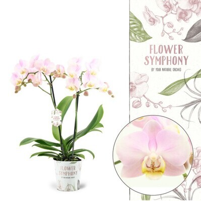 Phalaenopsis Flower Symphony Angel Eyes