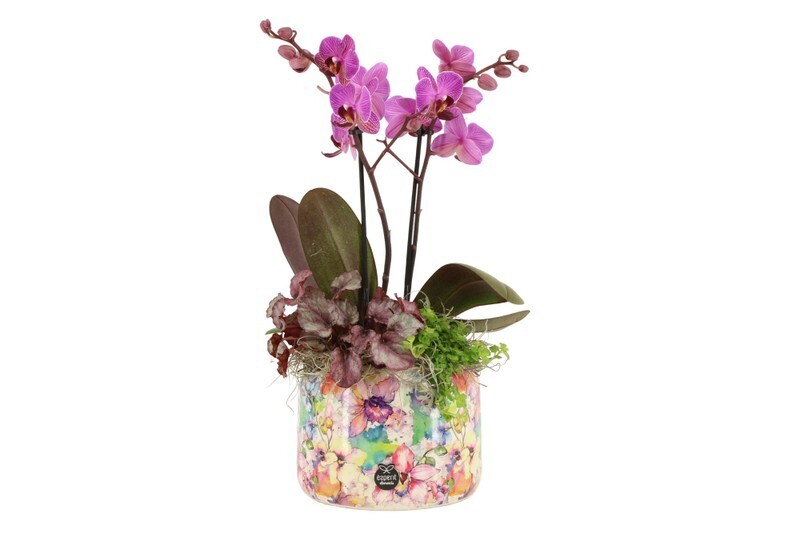 Aranžmnán v keramike flower Phalaenopsis
