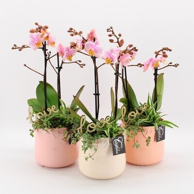 Compo Valentine Phalaenopsis PHALRM-2406RZ