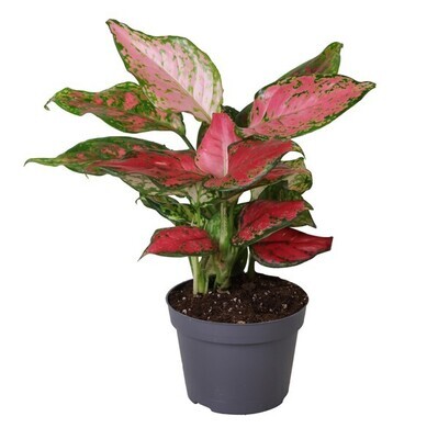 Aglaonema red zirkon