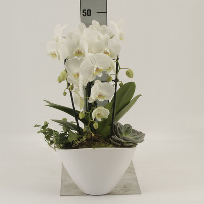 Phalaenopsis elegant cascade V Keramike