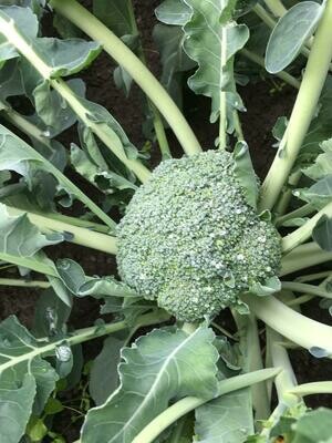 Broccoli (pro Stück)