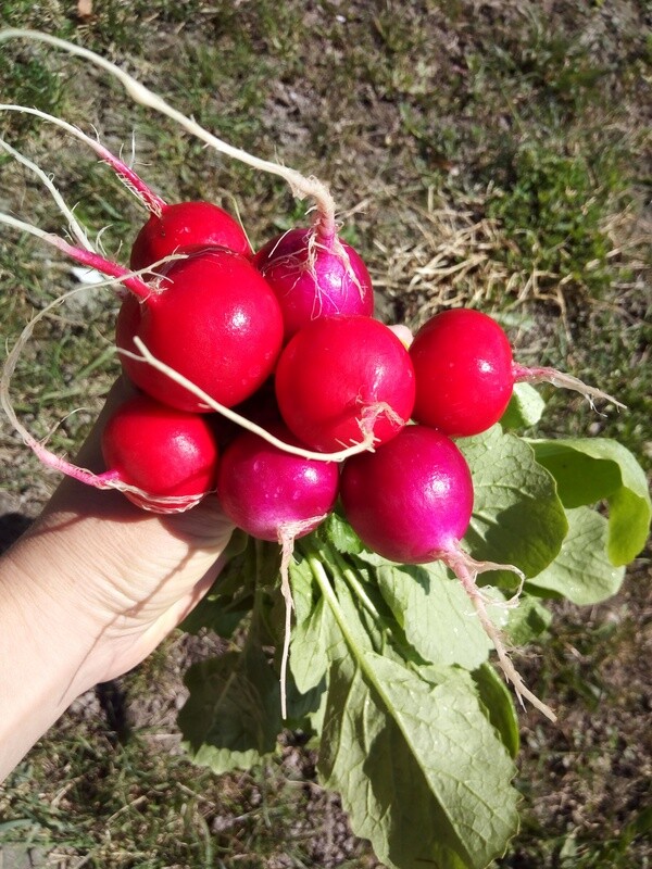 Radiesli (pro Portion)