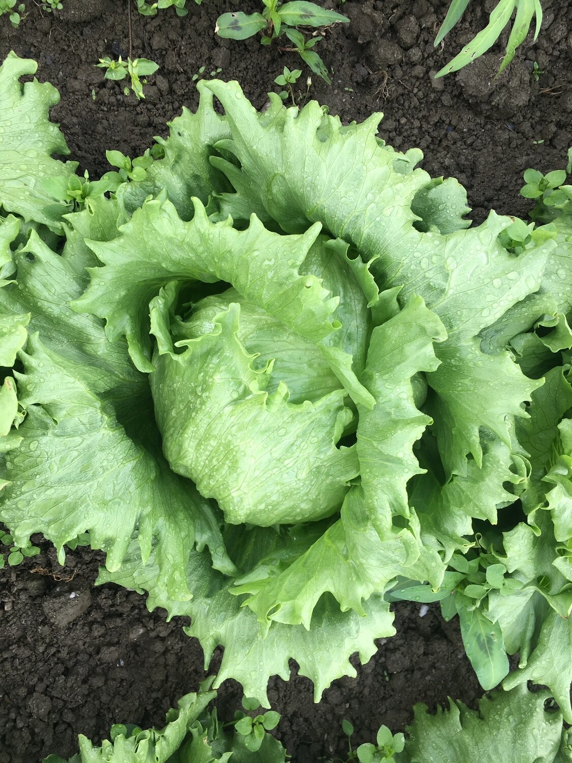 Eisbergsalat (pro Stück)