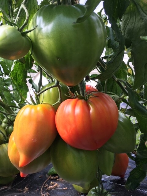 Tomate Ochsenherz / Fleischtomate (pro Stück)