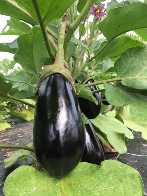 Aubergine (pro Stück)