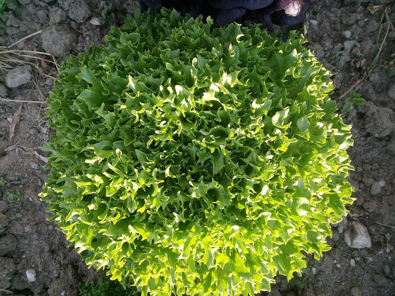 Salanova kraus, grün (pro Stück)