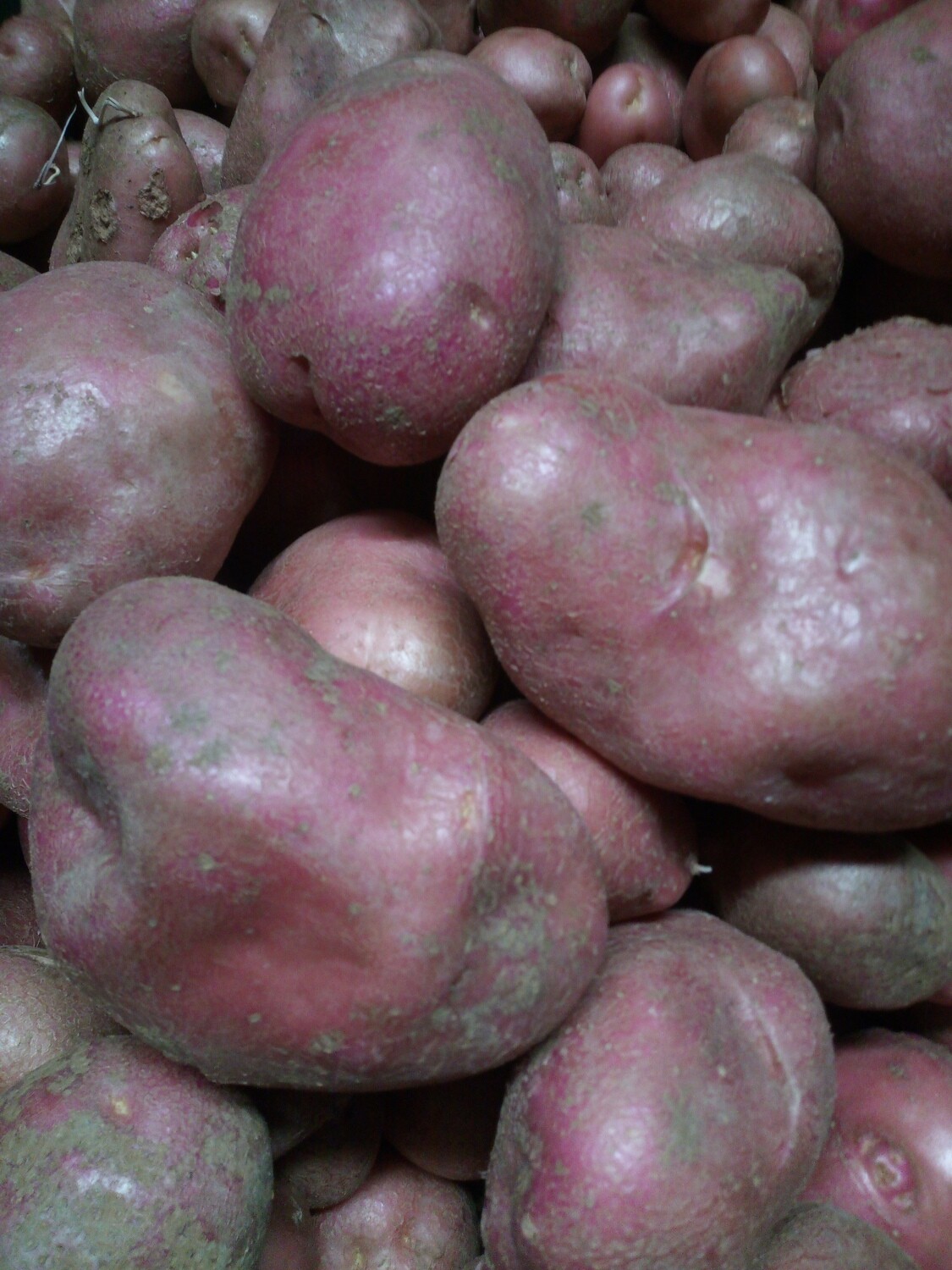 Kartoffeln, mehligkochend "Désirée"(1 kg)