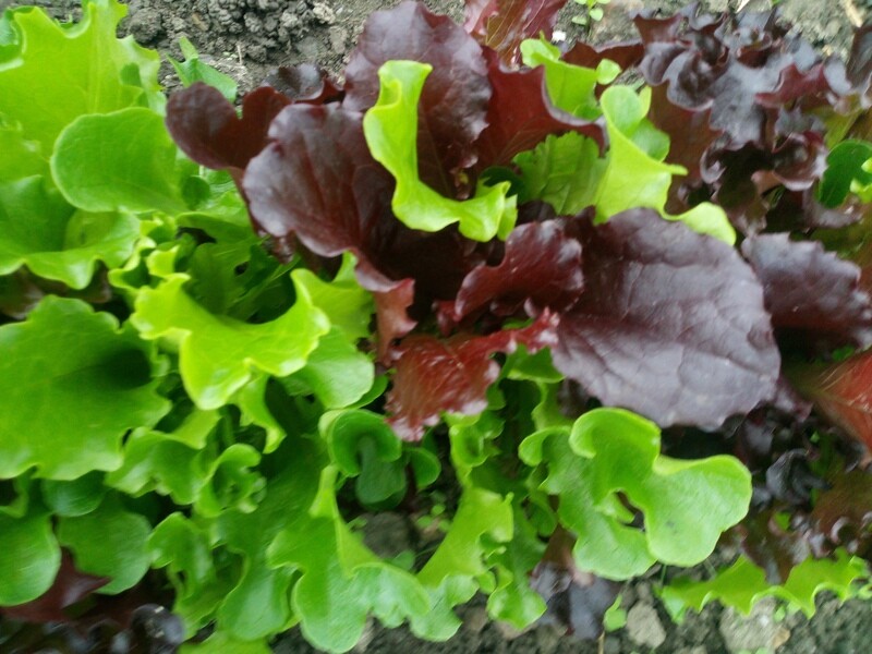 Schnittsalat, bunt  (Portion à 100g)