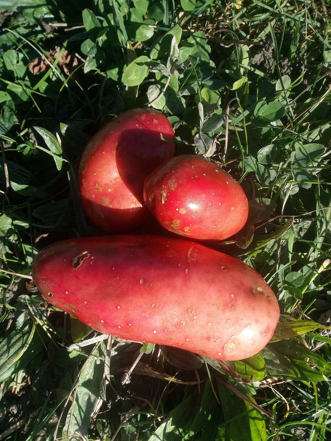 Kartoffeln, Allrounder "Laura" / mittelfest-mehlig (1 kg)