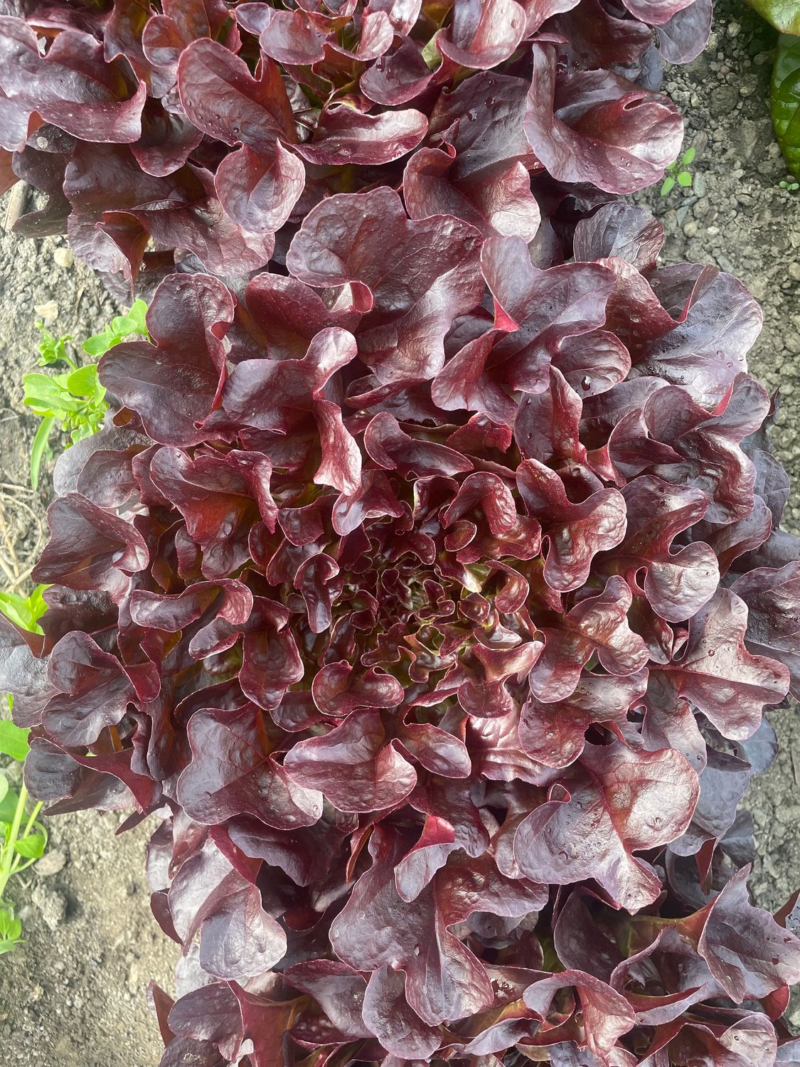 Salanova Eichblatt rot (pro Stück)