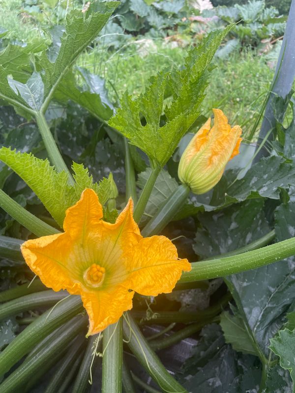 Zucchettiblüten