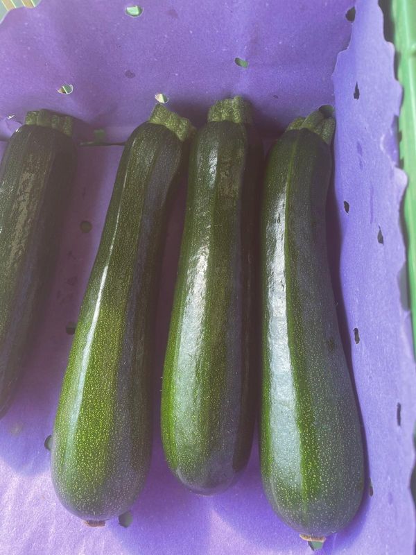 grosse Zucchetti zum Füllen (pro Stück)