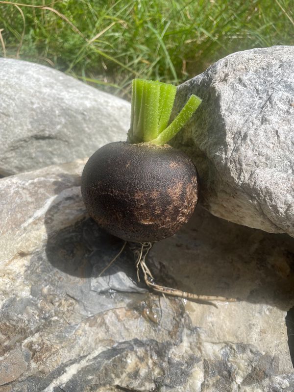 schwarzer Winterrettich (innen weiss und zart)