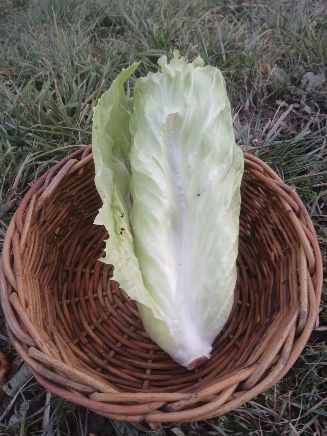 Zuckerhut (pro Stück)