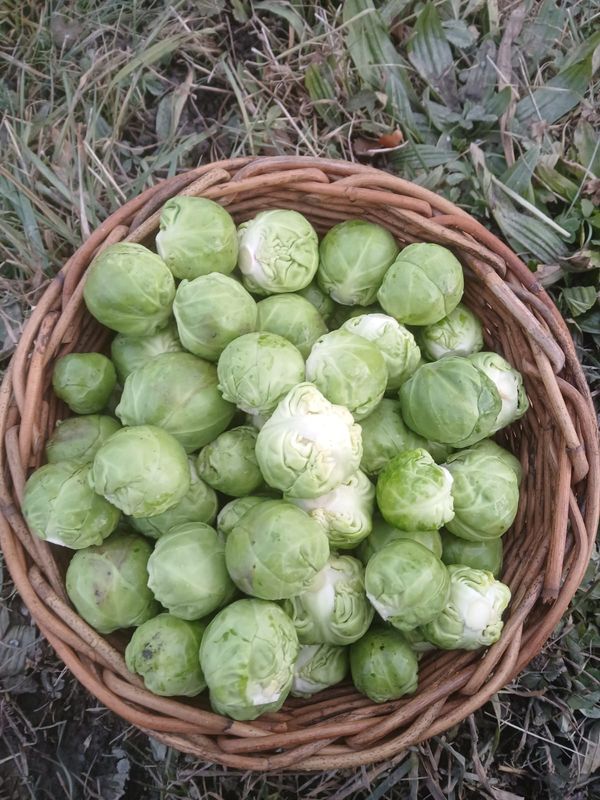 Rosenkohl (500g)