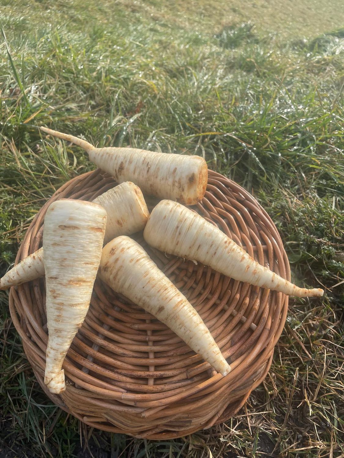 Peterliwurzel (1 kg)