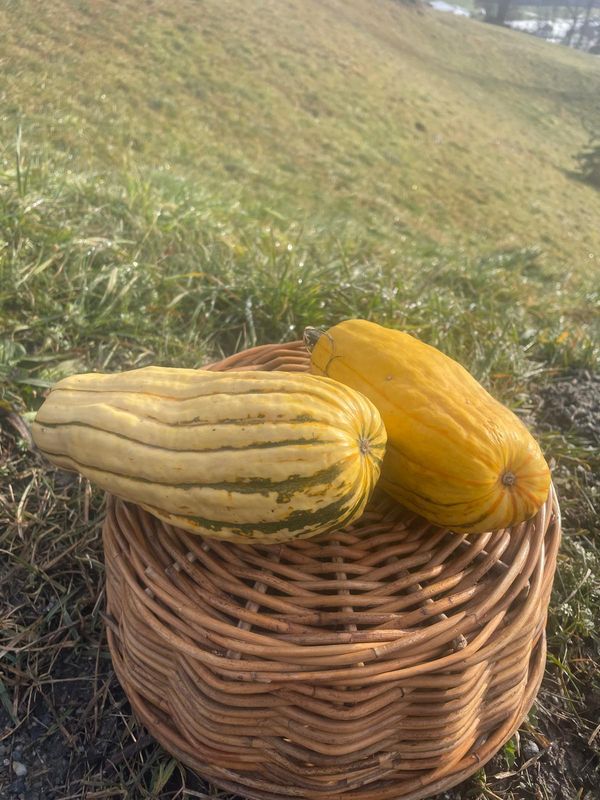 Kürbis Delicata (pro Stück)