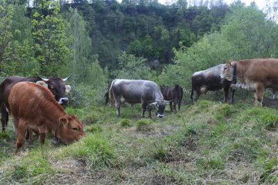 Reservation Mischpaket Rindfleisch