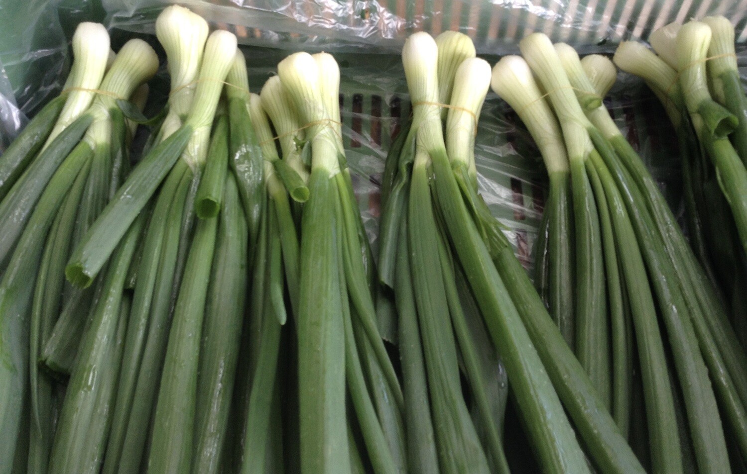 Bundzwiebeln (pro Bund)