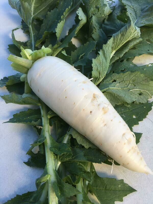 Rettich (pro Stück)