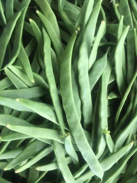 Cocobohnen (500g)
