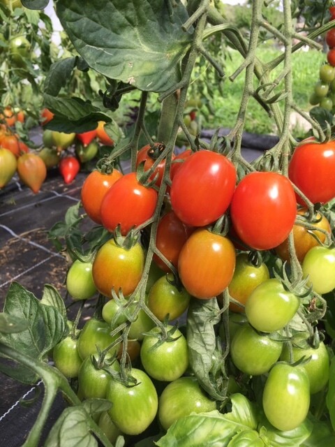 Tomate Cherry (Schale à 250g)