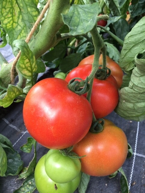 Tomate rund/ Salattomate(pro Stück)