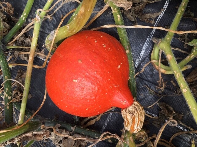 Kürbis "Hokkaido" (Oranger Knirps) (pro Stück)