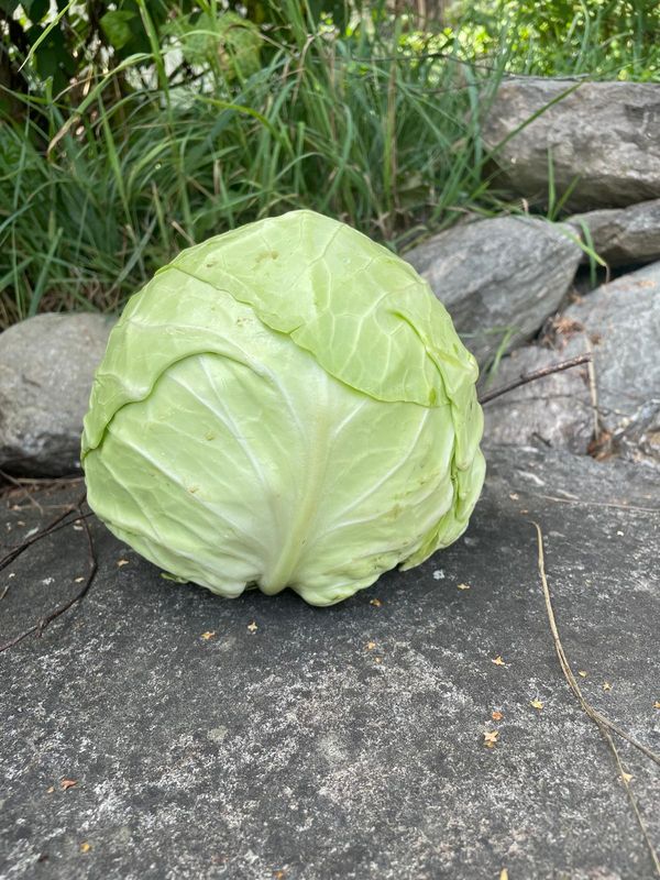 Kabis weiss (pro Stück)