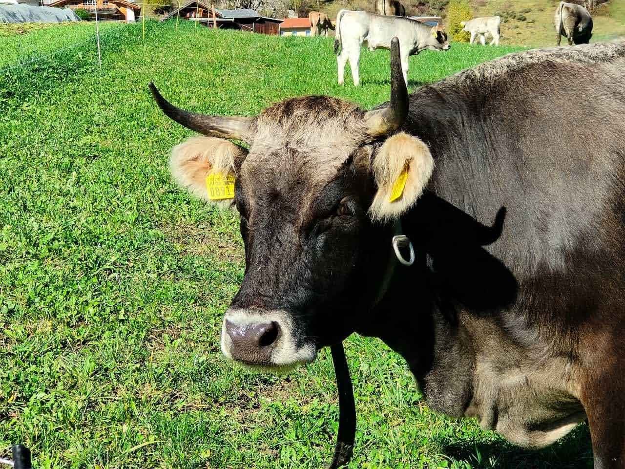 Bio-Rind-Hackfleisch