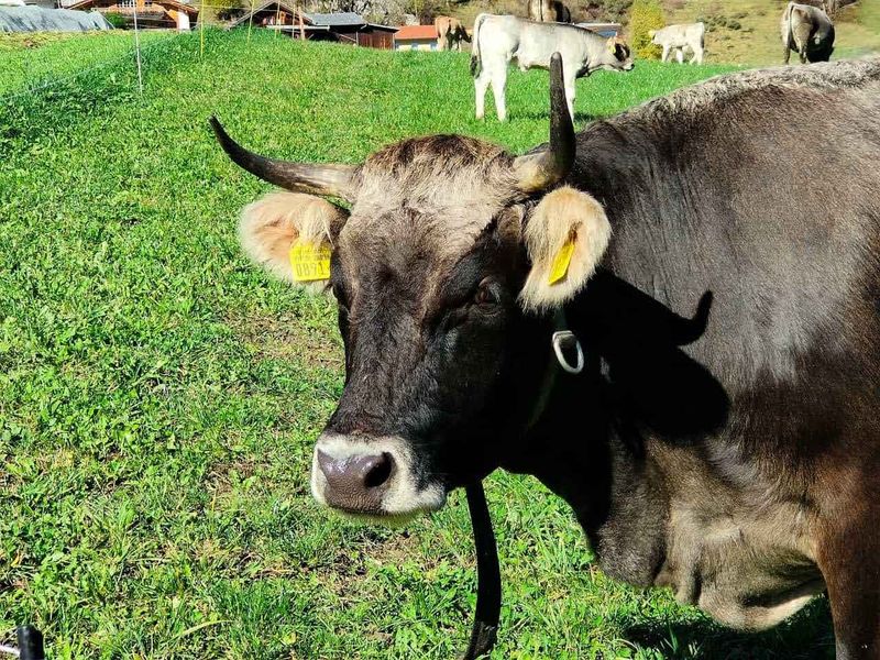 Bio-Rind-Hackfleisch