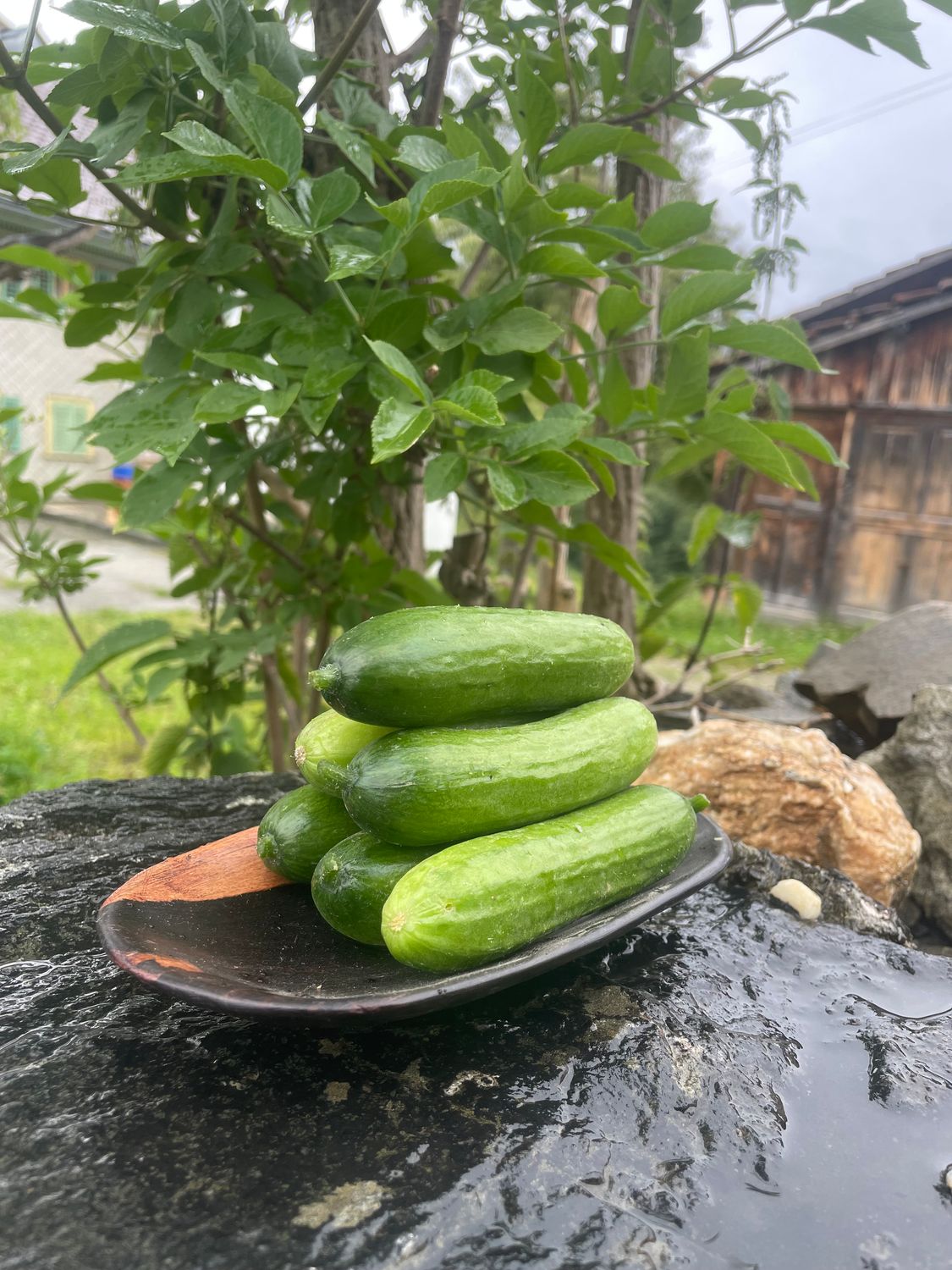 Snack-Gurke/ Mini-Gurke (pro Portion)