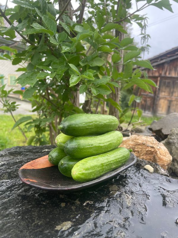 Snack-Gurke/ Mini-Gurke (pro Portion)
