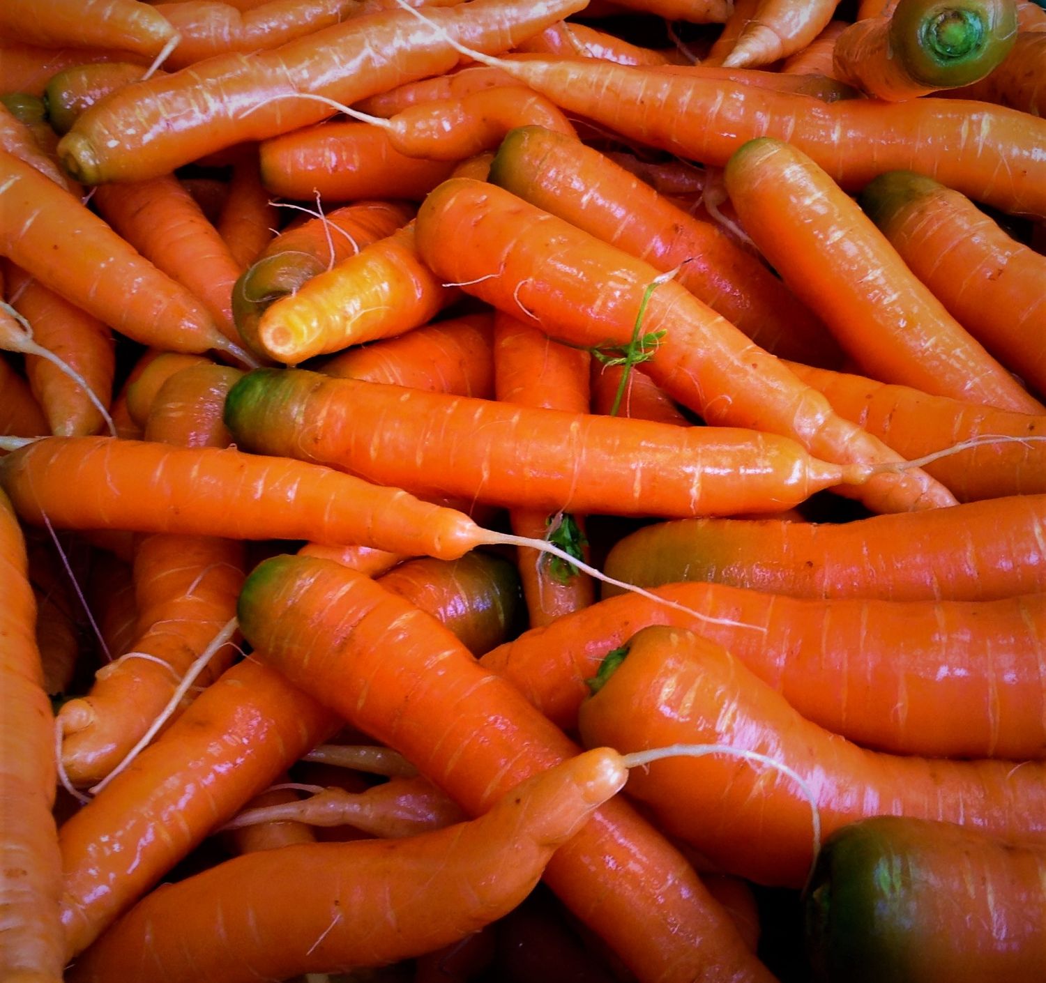 frische Rüebli (1 kg)