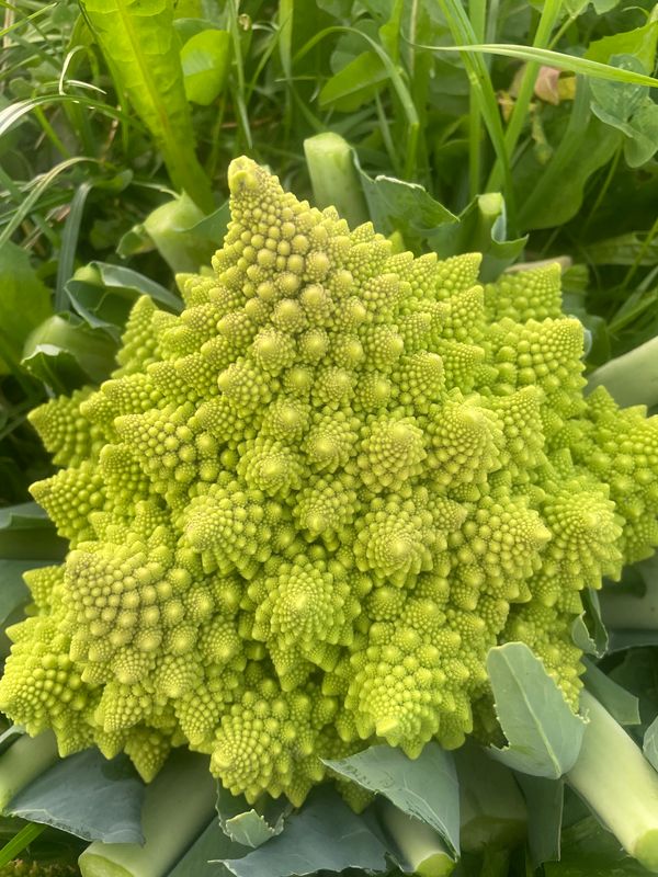 Romanesco (pro Stück)