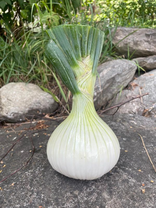 Gemüsezwiebel (pro Stück)