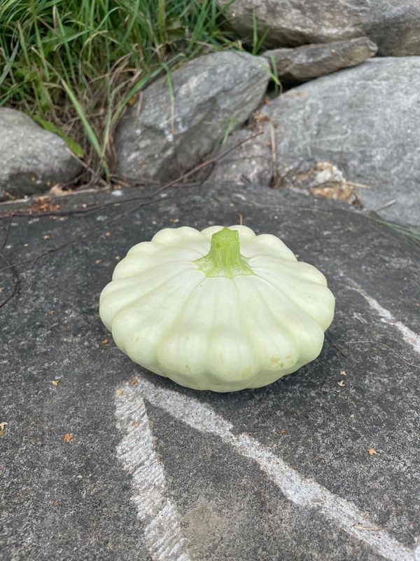 Patisson (pro Stück)