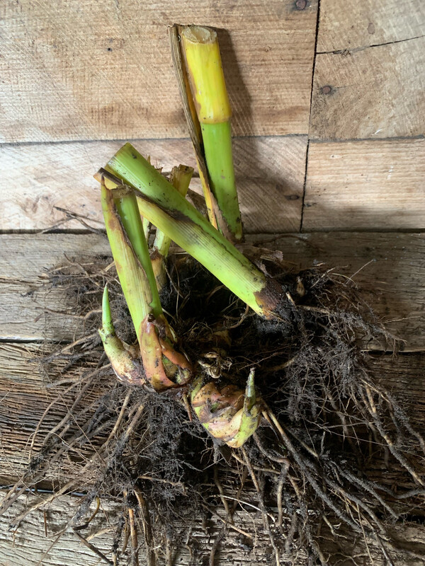 Canna Lily Tubers