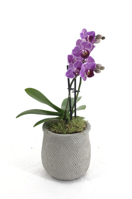 Orchidea Phalaenopsis Mini